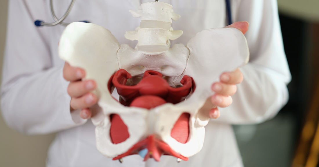 pelvic bone structure